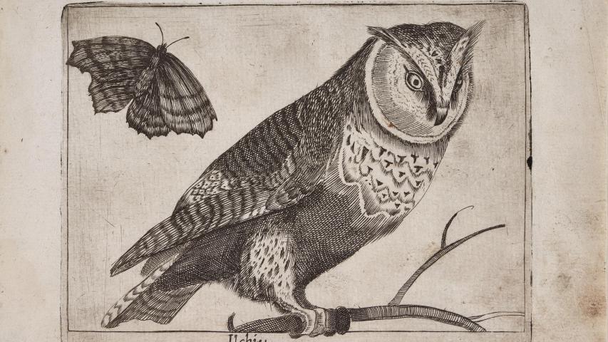 Ilchiu, ave nocturna, con su vecina la luciérnaga